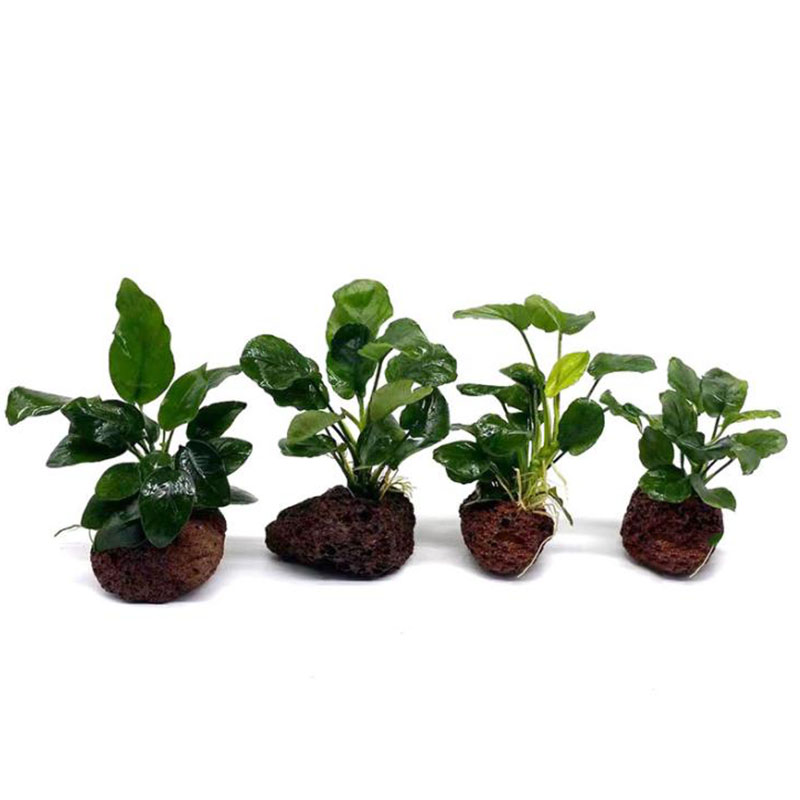 Vulkanische aquariumdecoratie  - Aquarium Planted Tank Filter recensie en prijs